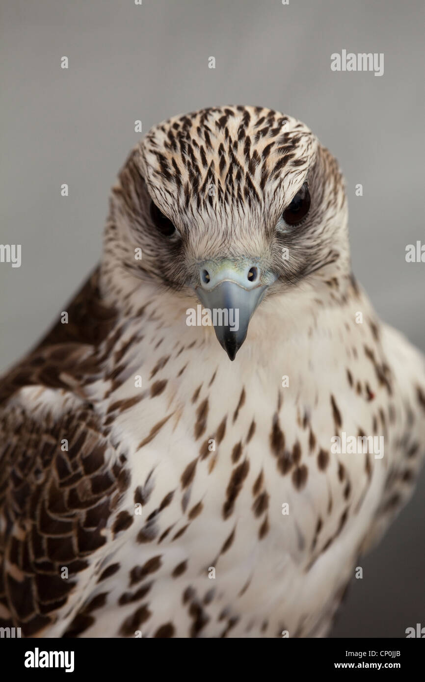 Le Faucon gerfaut (Falco rusticolus). Portrait. Montrant la capacité de voir par vision stéréoscopique ; les deux yeux pour voir et de se concentrer à l'avant. Banque D'Images