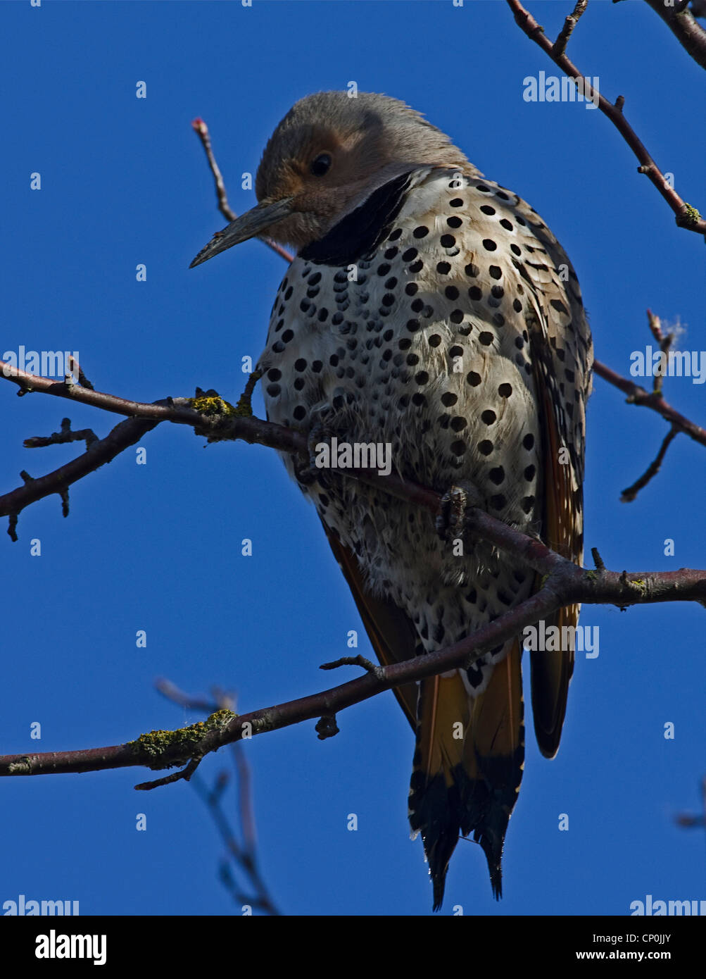 Le Pic flamboyant (Colaptes auratus) Banque D'Images