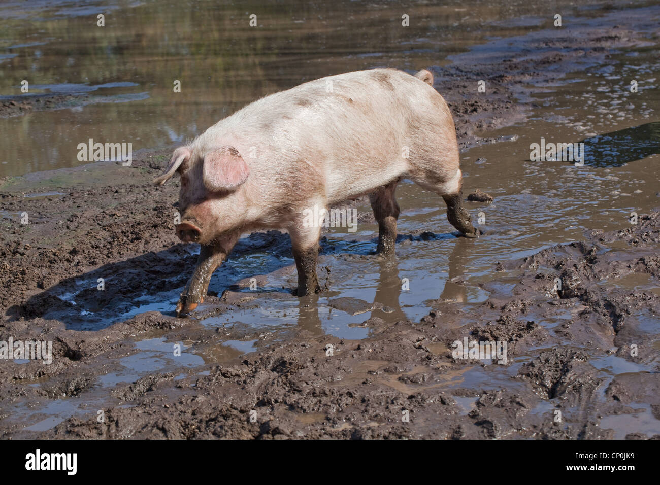 Porc domestique (Sus scrofa). Marcher dans la boue d'une gamme de stylo. Banque D'Images