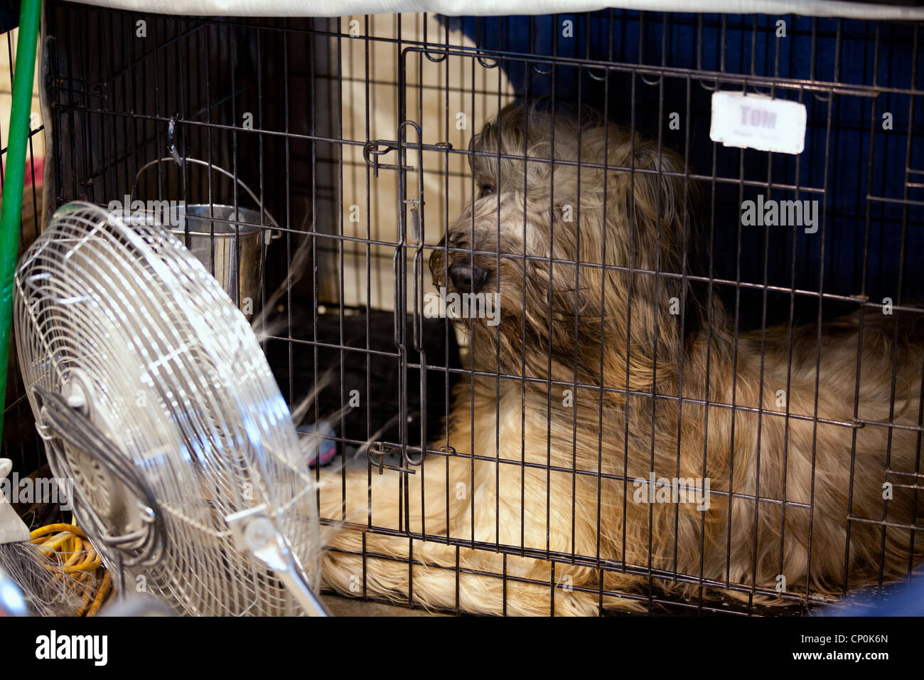 American Kennel Club, AKC show à Chicago Banque D'Images