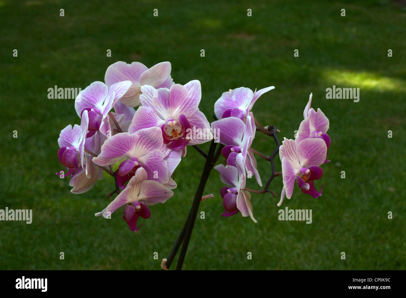 Orchidée Phalaenopsis rose Banque D'Images