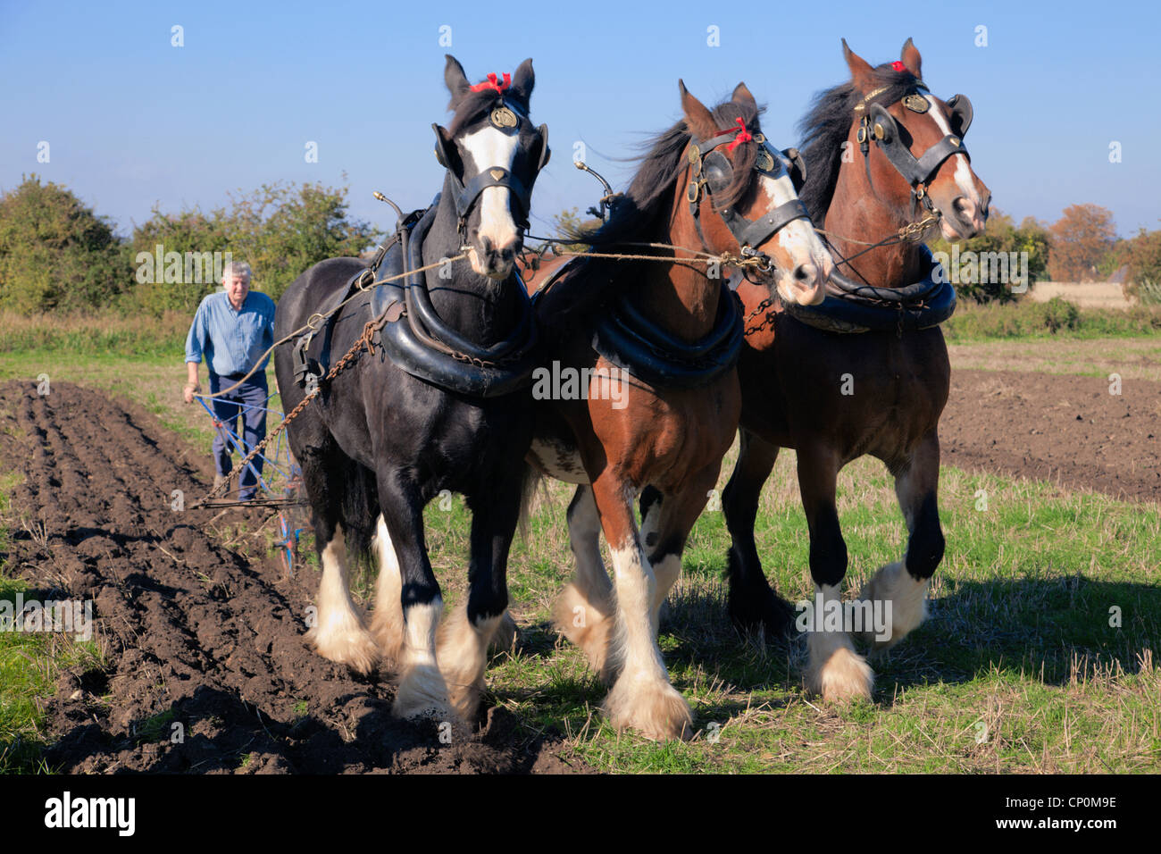 Le labourage de chevaux lourds avec un Clydesdale et deux chevaux Shire Banque D'Images