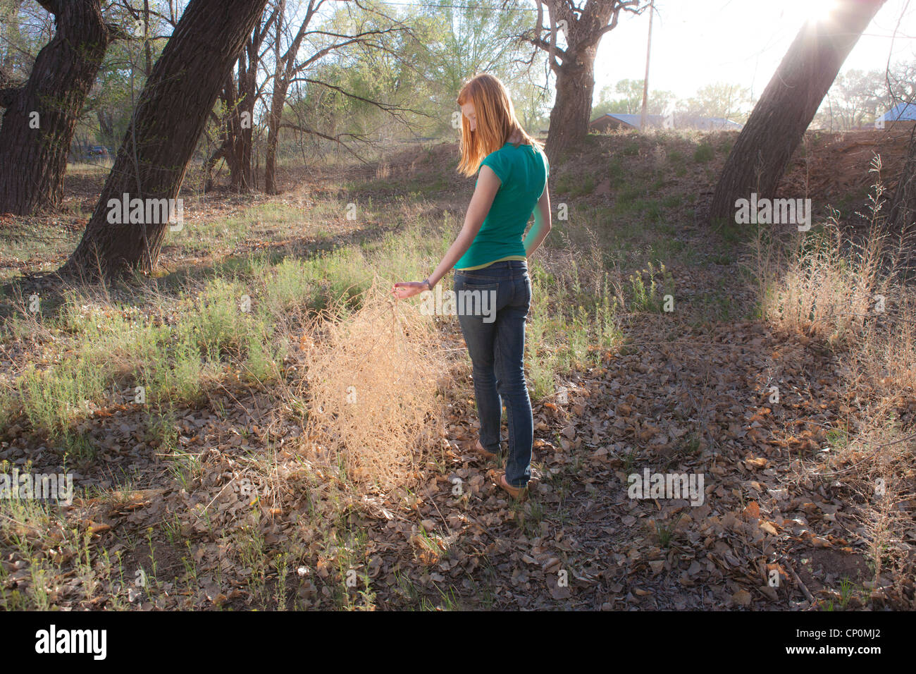 Fille de ramasser une tumbleweed dans une forêt au coucher du soleil. Banque D'Images