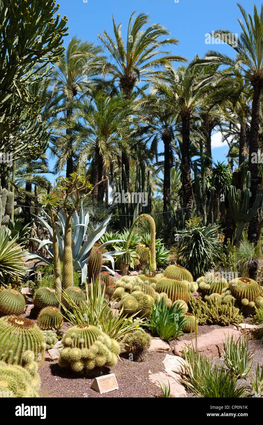 Huerto del Cura jardin à Elche, Costa Blanca, Espagne Banque D'Images