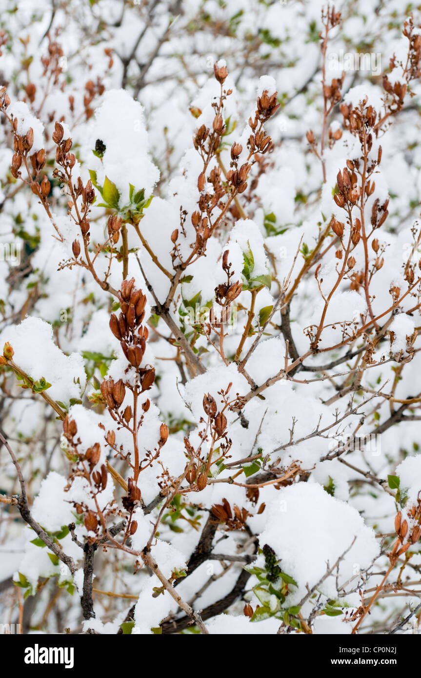La neige recouvre le vert frais des feuilles et gousses d'un buisson de  lilas (Syringa vulgaris) hiver à Livingston, Montana, USA Photo Stock -  Alamy