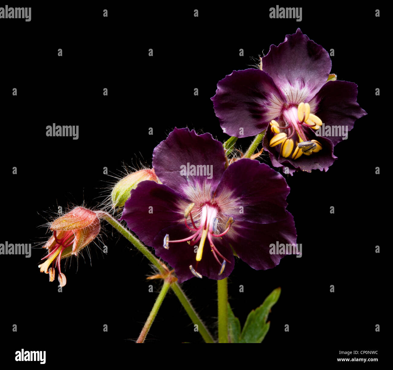 Géranium Phaeum Mourning Widow et Bud fleurs sur fond noir Banque D'Images