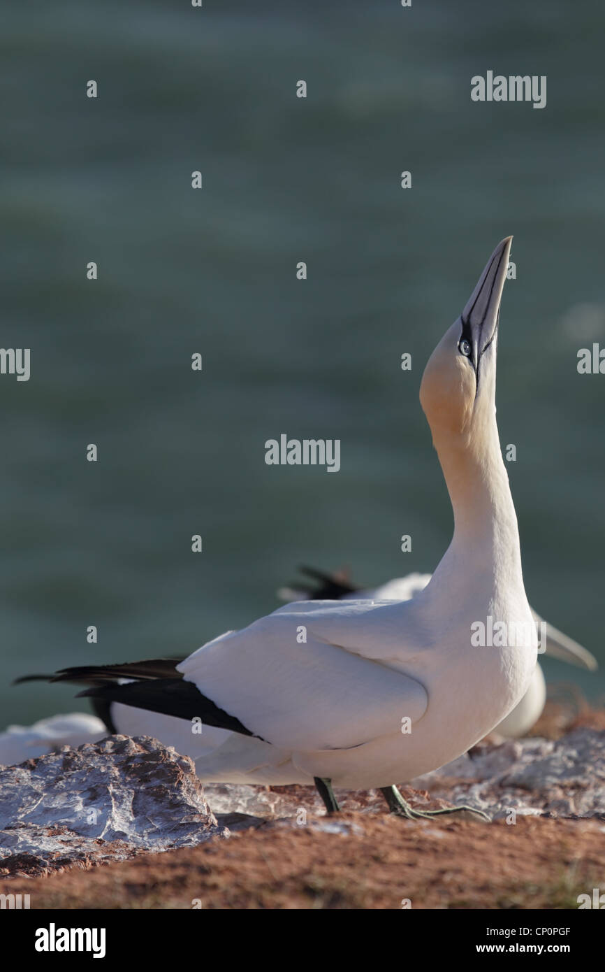 Fou de Bassan (Morus bassanus) sur une falaise sur Helgoland. Banque D'Images