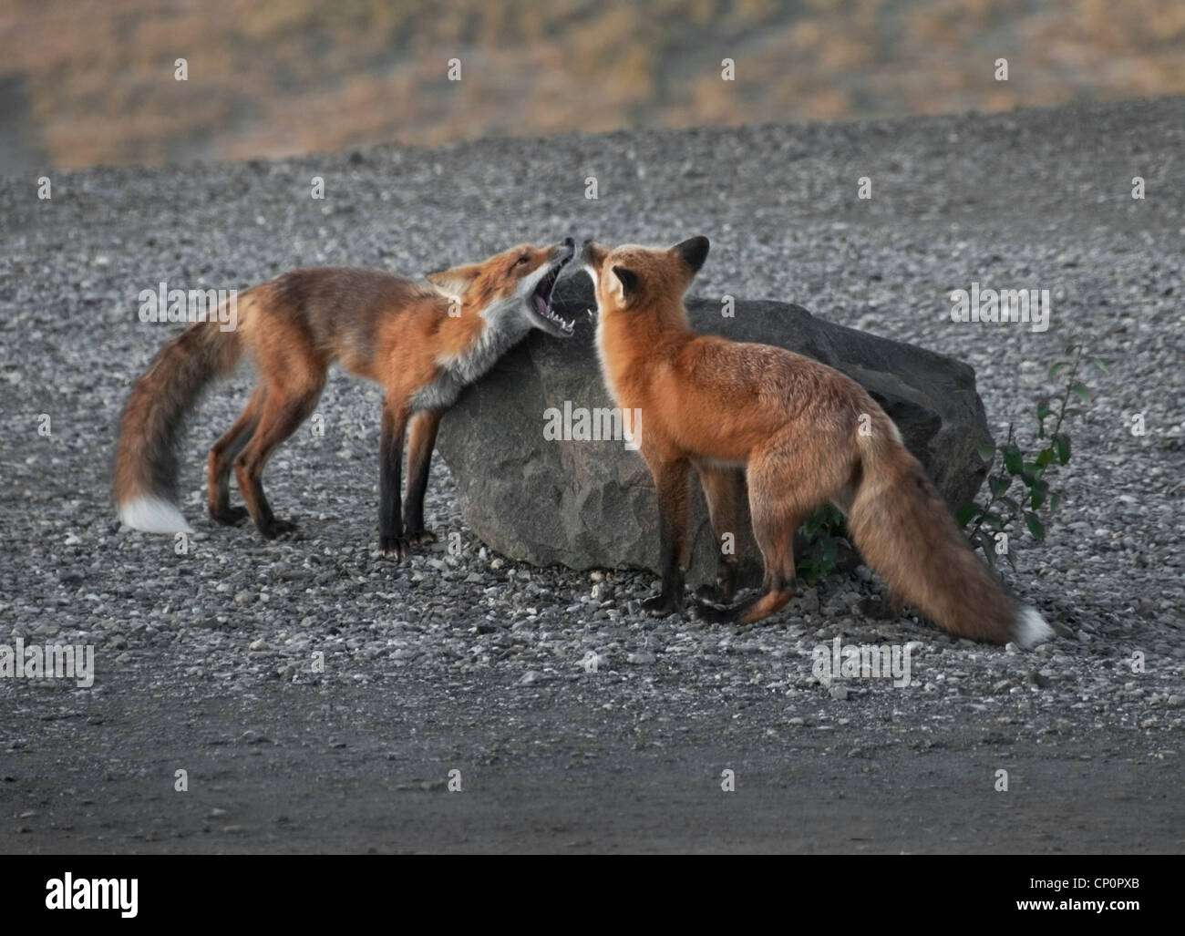Deux renards roux (Vulpes vulpes) square off dans le parc national Denali, en Alaska. Banque D'Images
