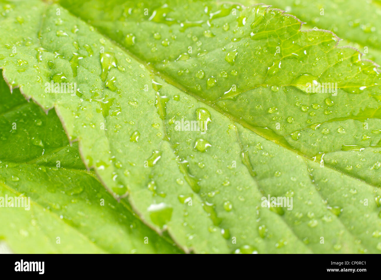 Gros plan d'une photo d'une feuille verte avec gouttes de pluie Banque D'Images