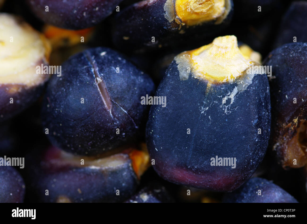 Maïs bleu de macro ou de maïs grains posole Banque D'Images