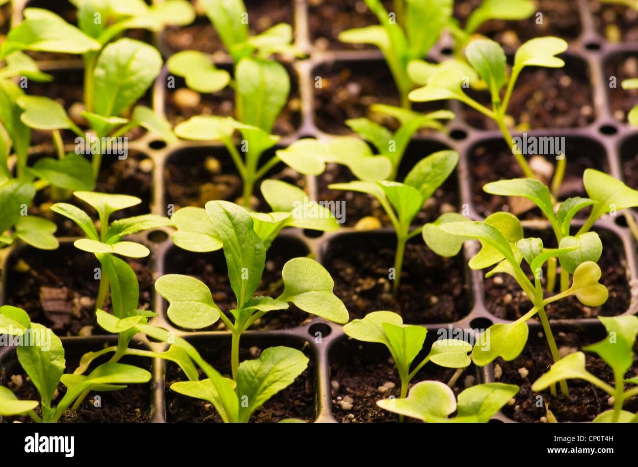 La germination des semis vert plus en appartements Banque D'Images