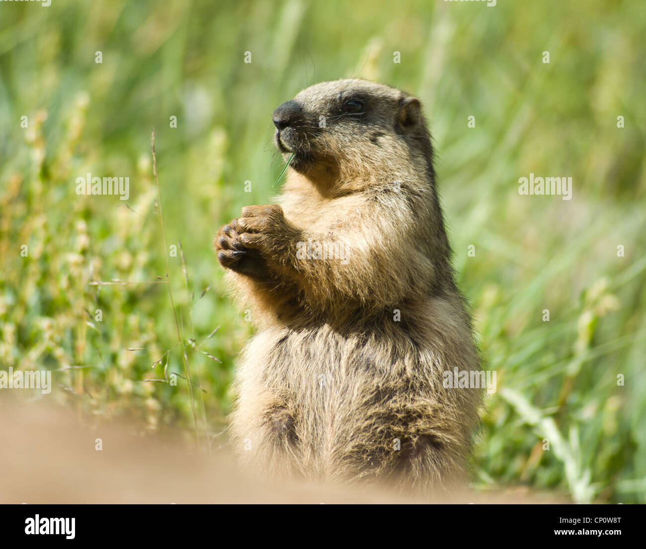 Marmotte des Alpes (Marmota marmota), adulte, la Chine permanent Banque D'Images