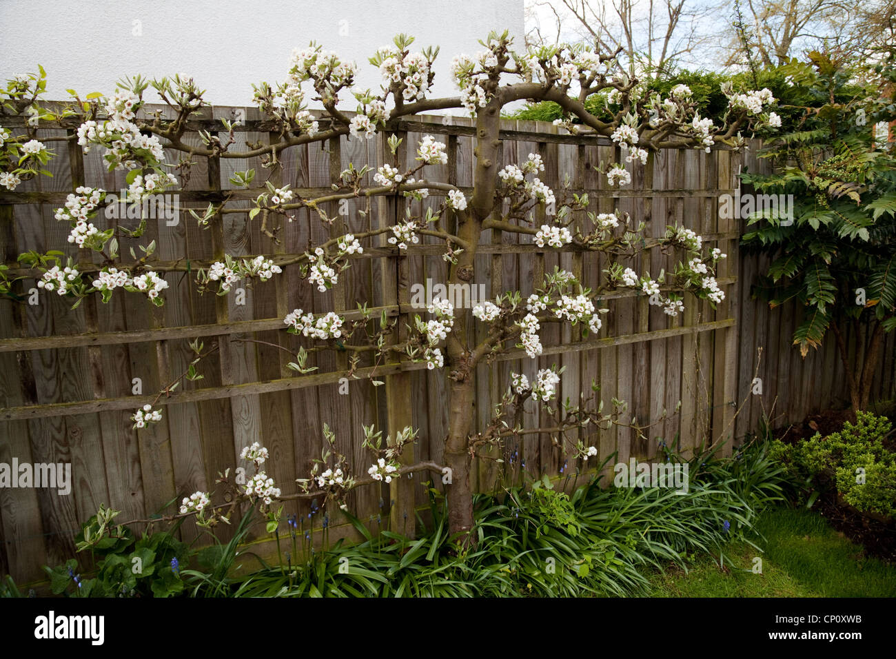 L'espalier pear tree contre une clôture au printemps, UK Banque D'Images