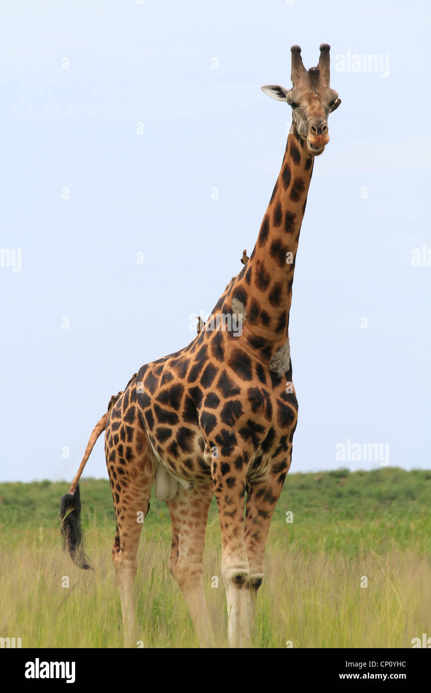 Male giraffe Banque de photographies et d’images à haute résolution Alamy