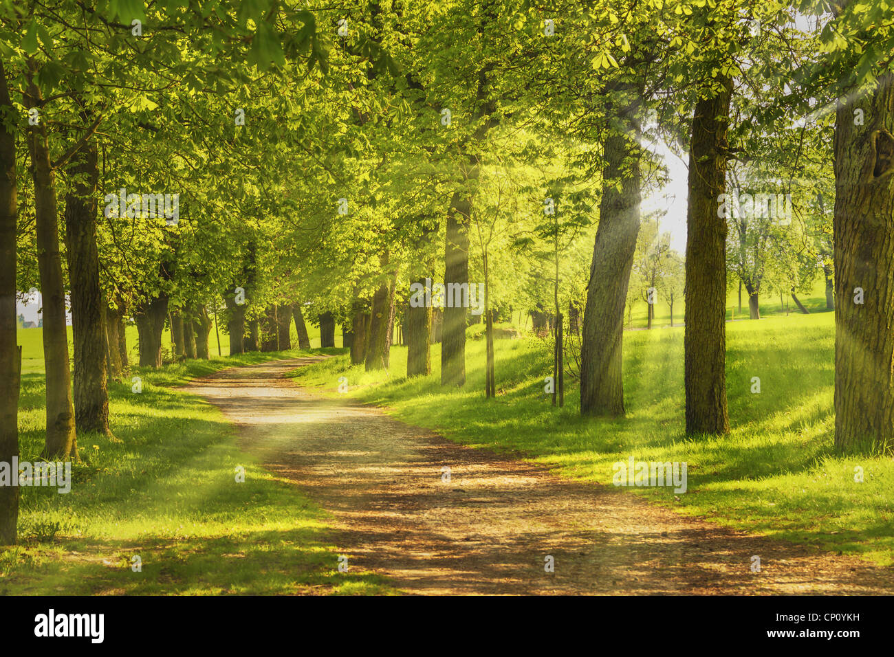 Baumallee, die Sonne scheint die Bäume duch | Avenue d'arbres, le soleil qui brille à travers les arbres Banque D'Images