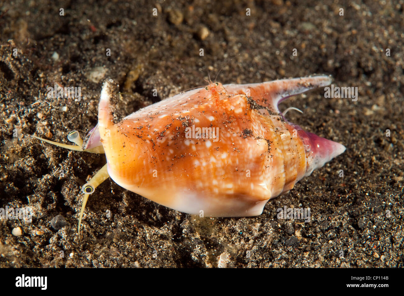 Stromboid shell, Strombus bulla, Sulawesi Indonésie Banque D'Images