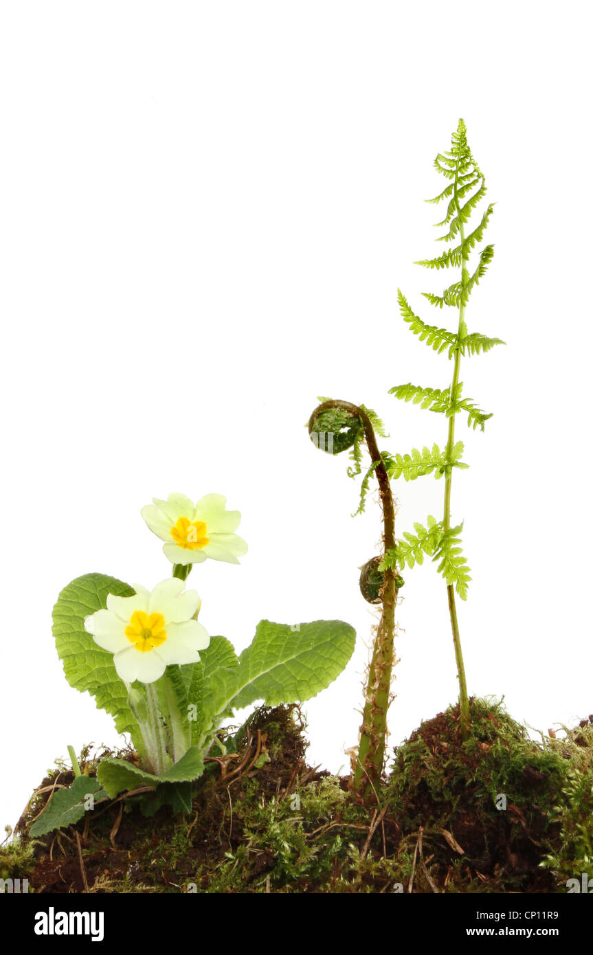 Les plantes à fleurs de printemps, Primrose et frondes de fougère poussant parmi les moss Banque D'Images