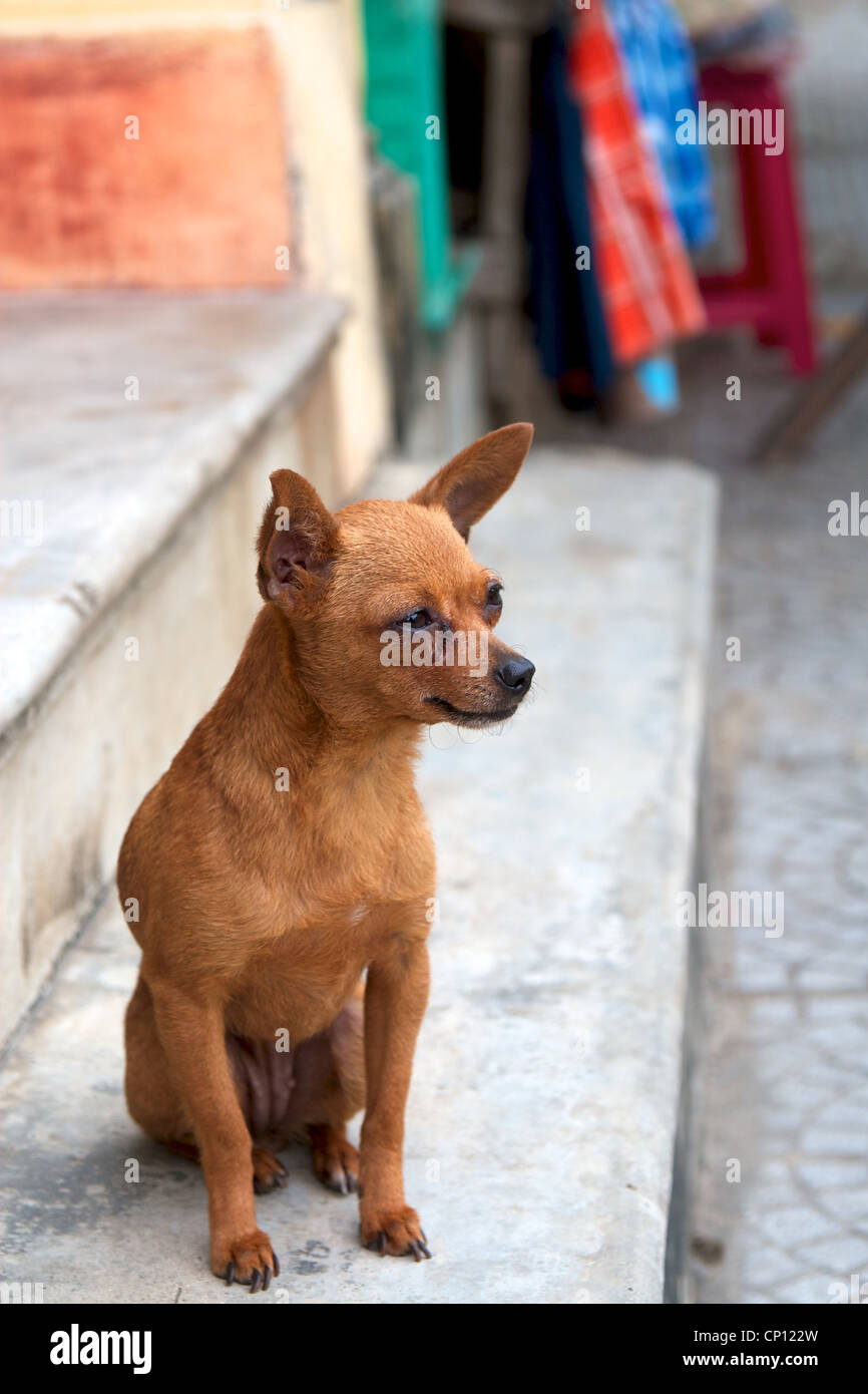 Un chien assis sur les marches d'un vieux bâtiment colonial français à Hoi An, au Vietnam. Banque D'Images