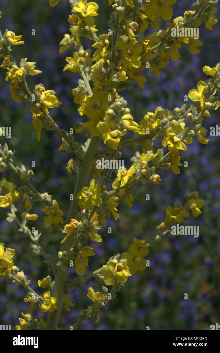 Songaricum Wavyleaf molène, Verbascum Tian-shan occidental, du Kirghizistan, de Banque D'Images