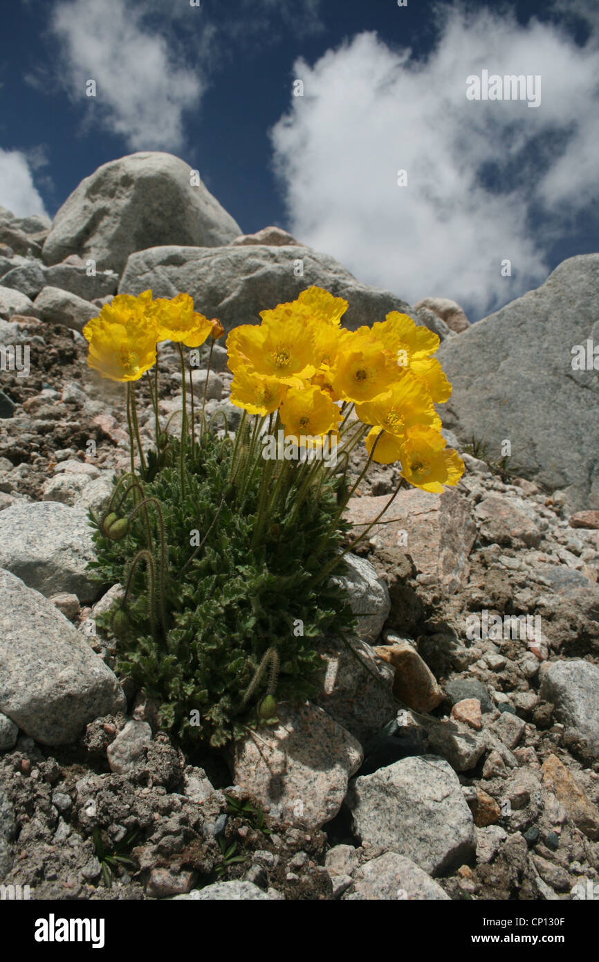 Coquelicot, Papaver croceum glace Tian-shan occidental, montagnes, Kirghizistan Banque D'Images