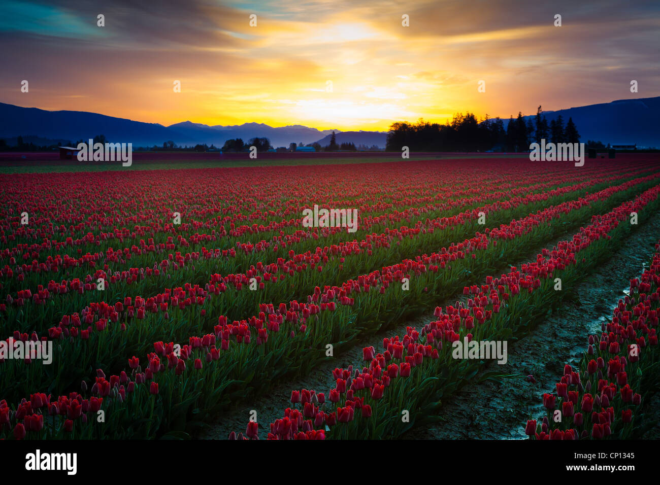 Champs de tulipes au lever du soleil dans la vallée de la Skagit à Mount Vernon, Washington, au cours de l'assemblée annuelle du festival des tulipes Banque D'Images