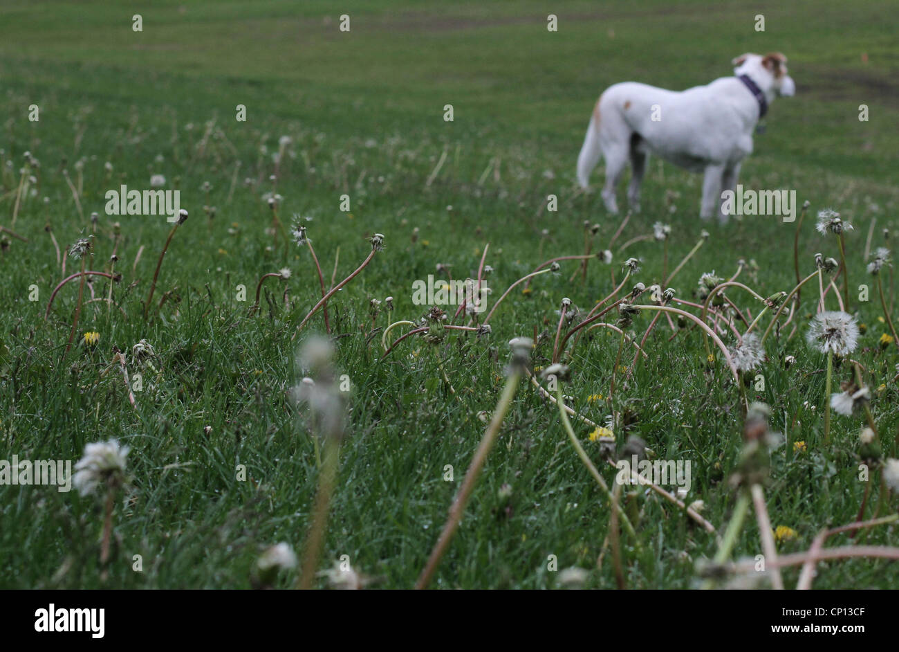 Un chien debout dans un champ de pissenlits. Banque D'Images