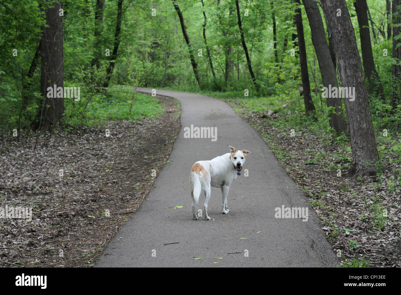 Un chien debout sur un sentier de randonnée et regardant par-dessus son épaule. Banque D'Images