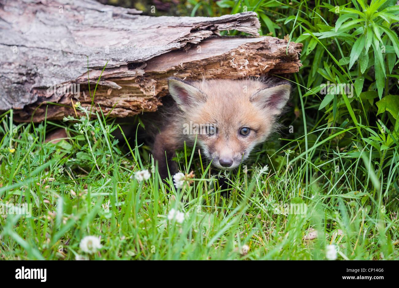Red Fox trousse dans un journal Banque D'Images