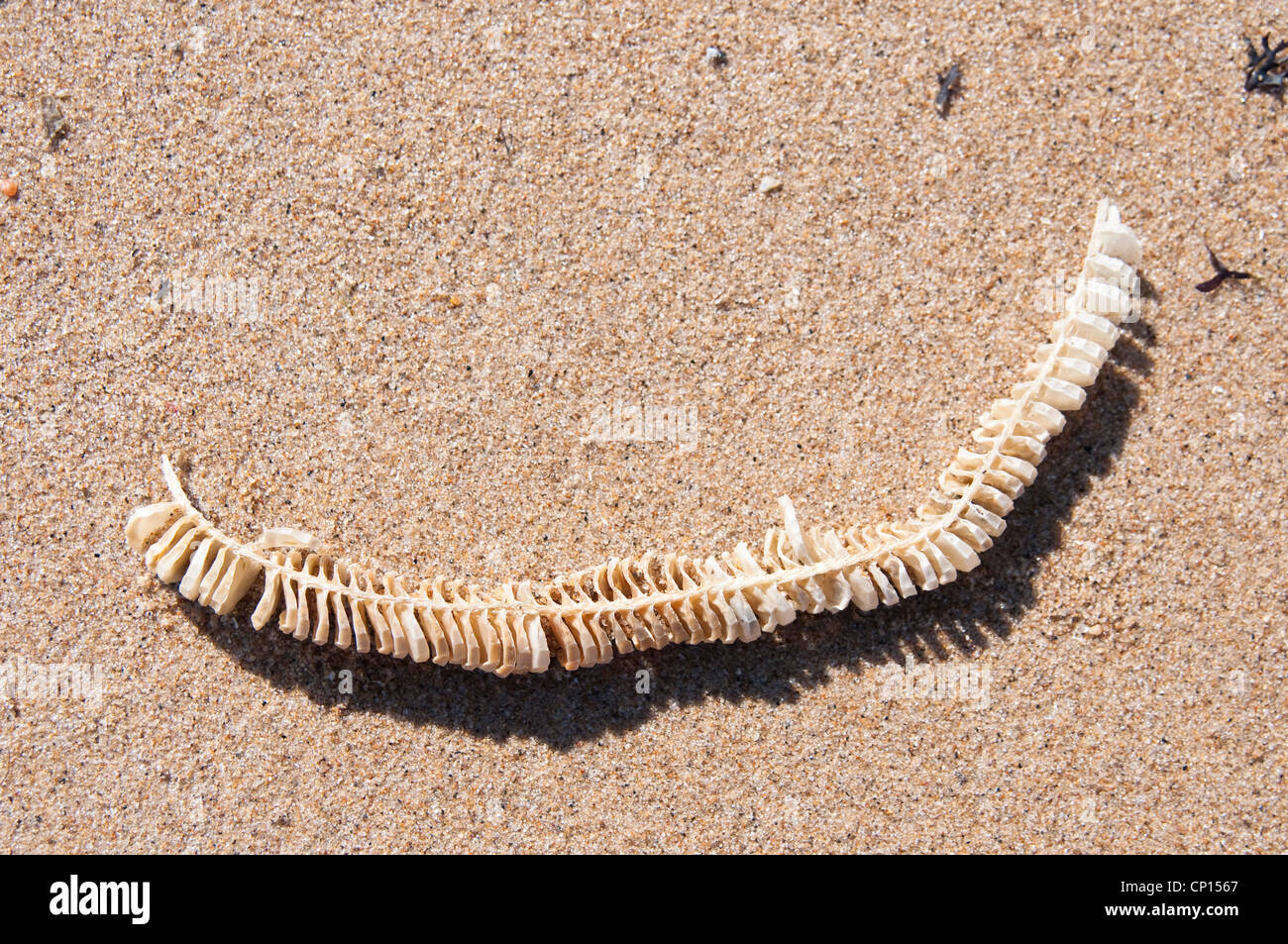 Un cas d'œufs de buccin ou chaîne, sur une plage de New York, Nouvelle Angleterre, USA. Banque D'Images