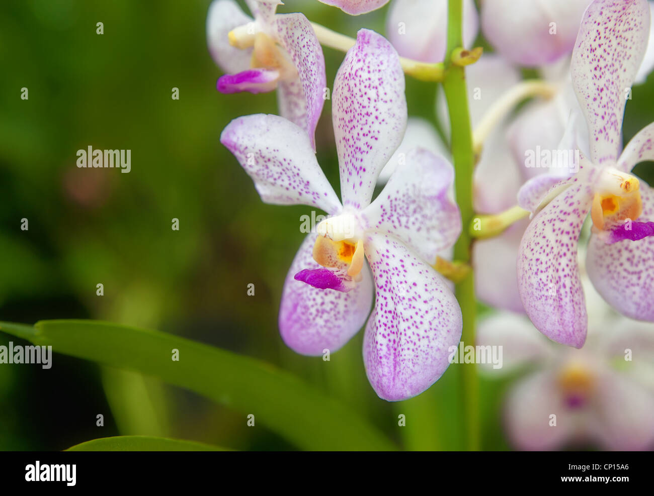 De belles fleurs d'orchidées dans le jardin Banque D'Images
