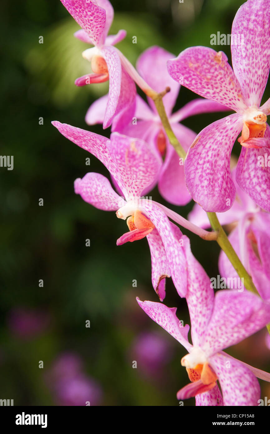 Belle orchidée rose fleurs dans le jardin Banque D'Images