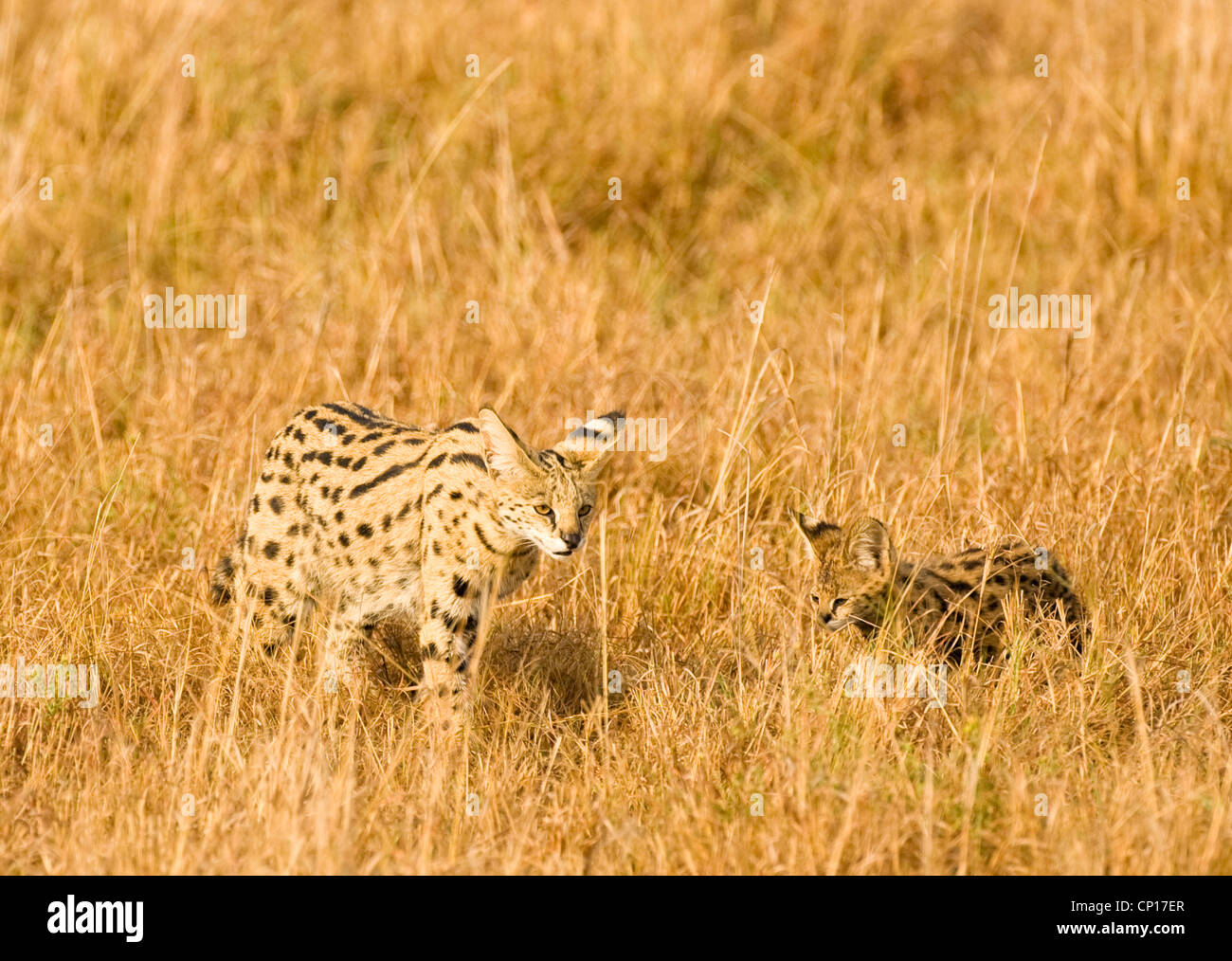 Serval (Leptailurus serval) chat avec chaton, Parc National de Masai Mara, Kenya Banque D'Images