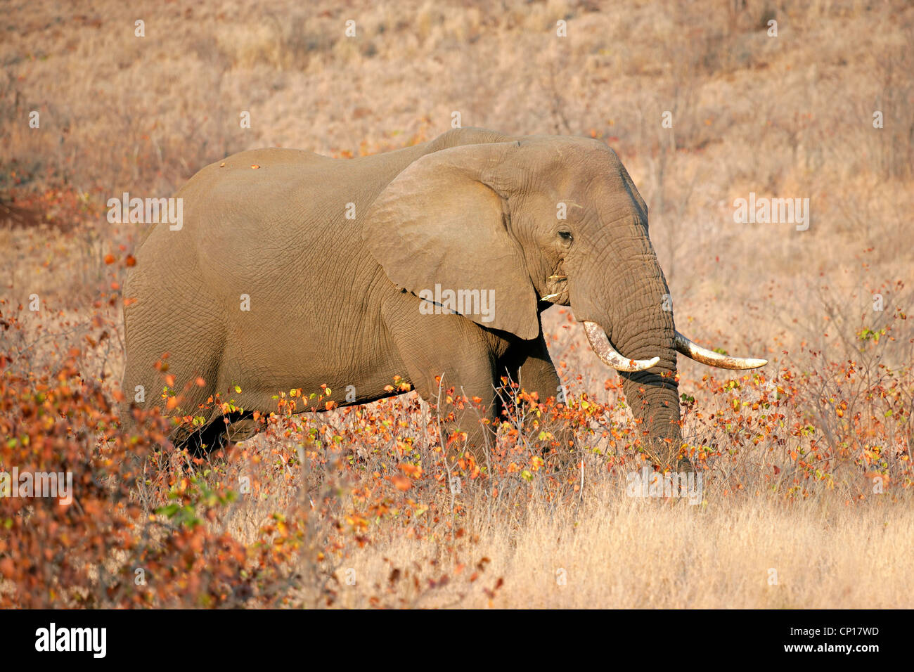 Grand éléphant mâle d'Afrique (Loxodonta africana), Kruger National Park, Afrique du Sud Banque D'Images