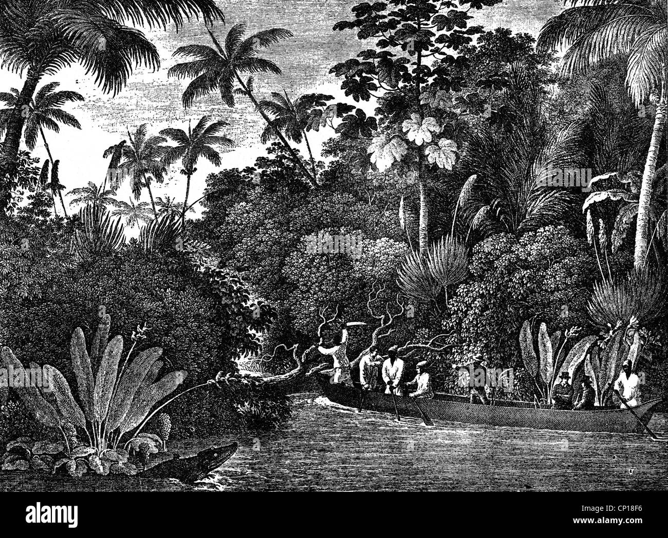 Maximilian zu Wied-Neuwied,, 23.9.1782 - 3.2.1867, naturaliste allemand, voyager au Brésil 1815 - 1817, sur une branche latérale de Doca rio, gravure sur cuivre, 'Reise nach Brasilien', 1820, l'artiste n'a pas d'auteur pour être effacé Banque D'Images