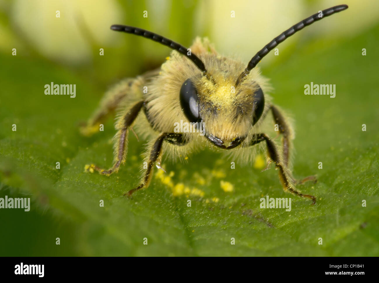 Miner Bee Banque D'Images
