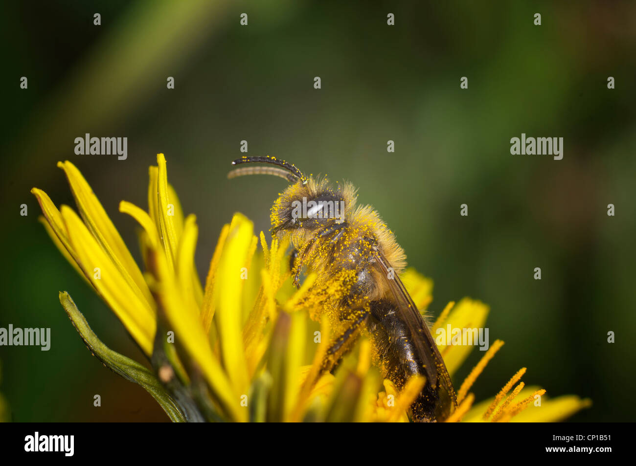 Miner Bee Banque D'Images