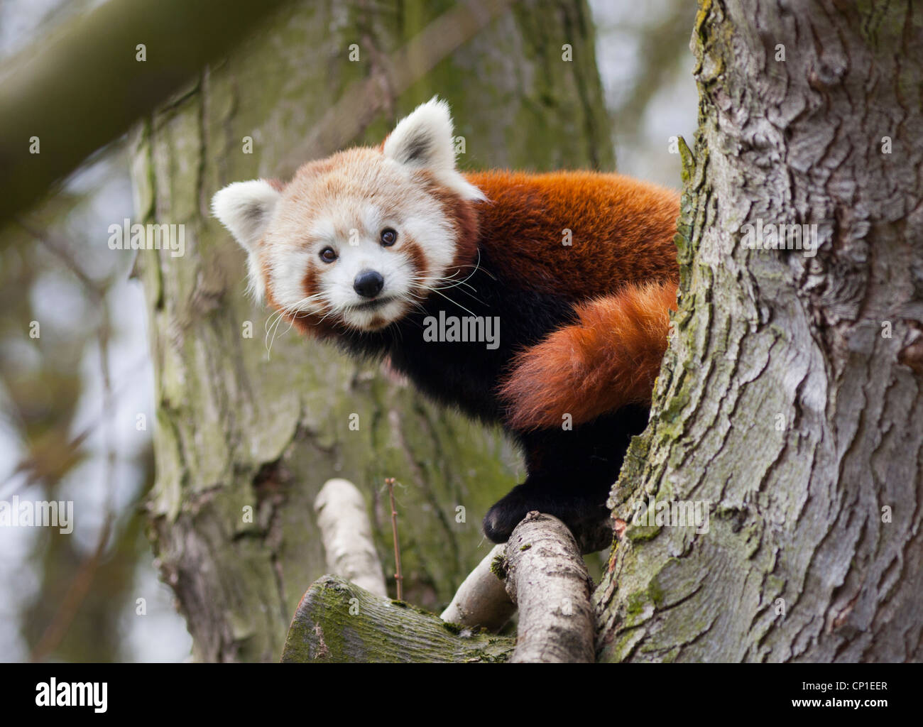 Un panda rouge mâle dans un enclos au Centre Nature de Birmingham au Royaume-Uni. Banque D'Images