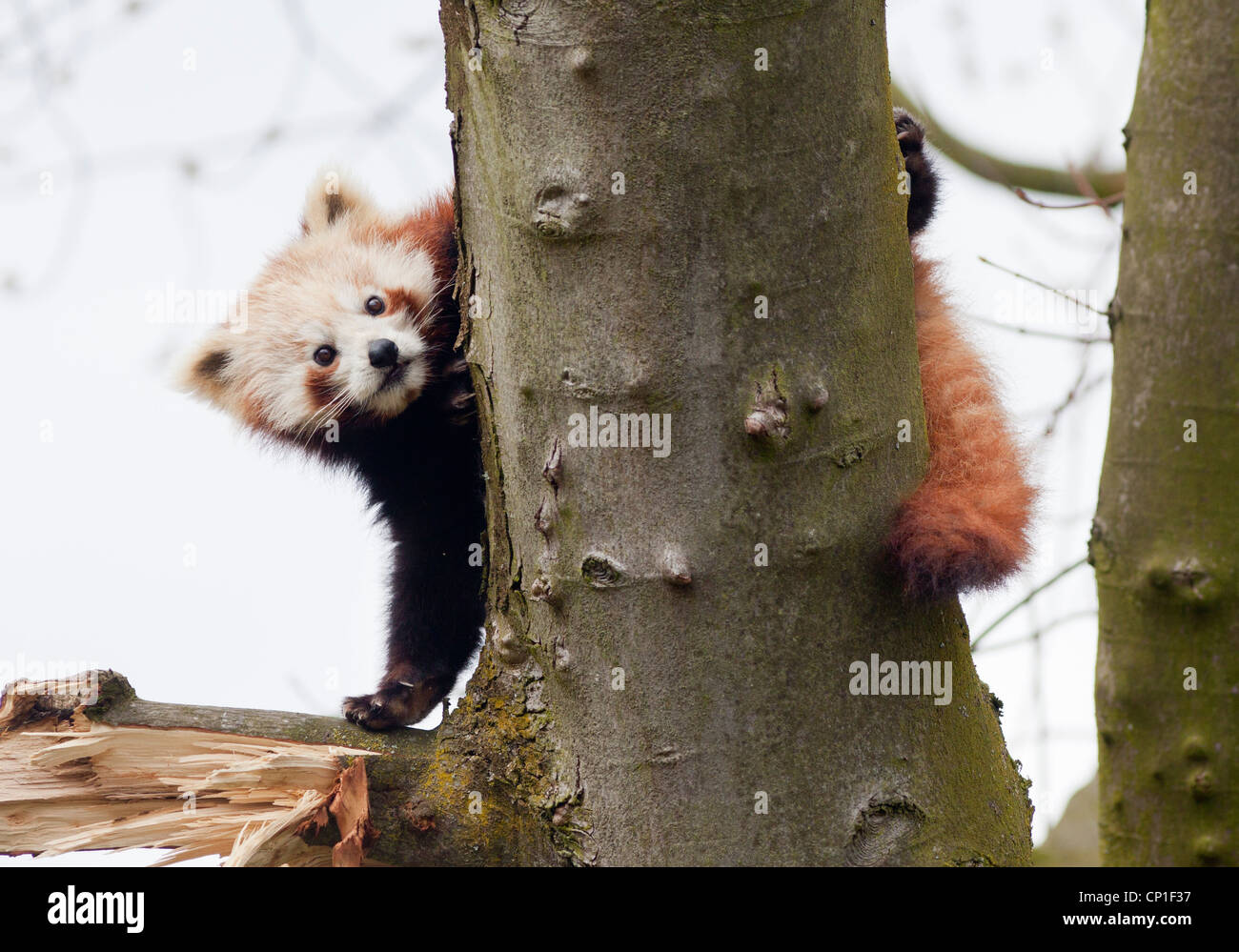 Un panda rouge mâle dans un enclos au Centre Nature de Birmingham au Royaume-Uni. Banque D'Images