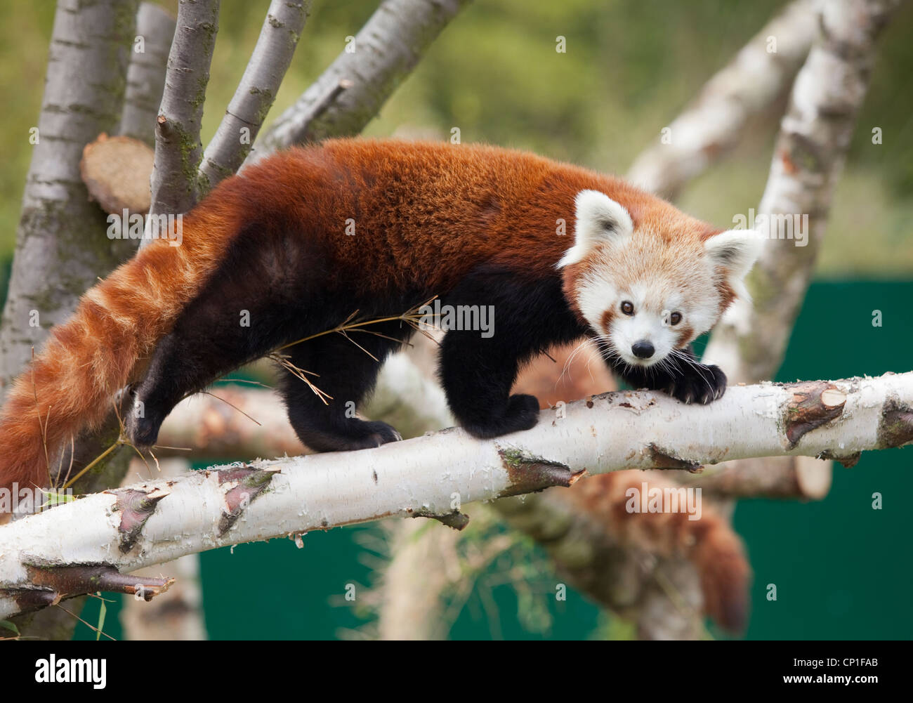 Un panda rouge mâle dans un enclos au Centre Nature de Birmingham au Royaume-Uni. Banque D'Images