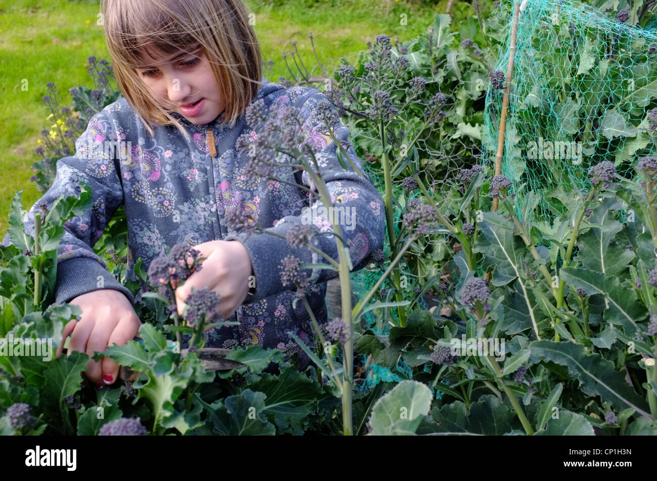Une fille de 9 ans violet coupe-sprouting brocoli dans un jardin de Cornouailles Banque D'Images