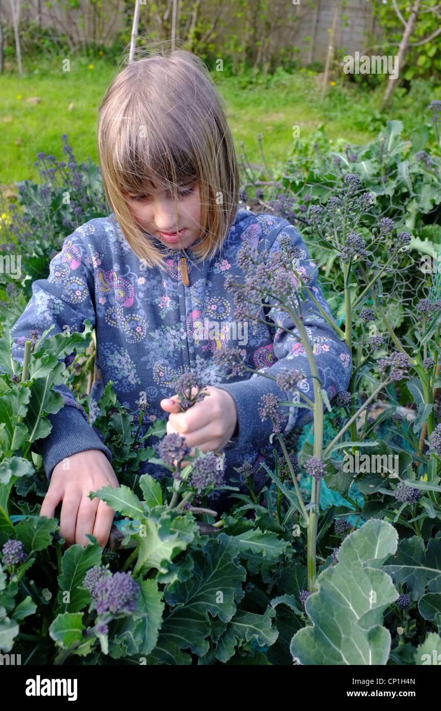 Une fille de 9 ans violet coupe-sprouting brocoli dans un jardin de Cornouailles Banque D'Images