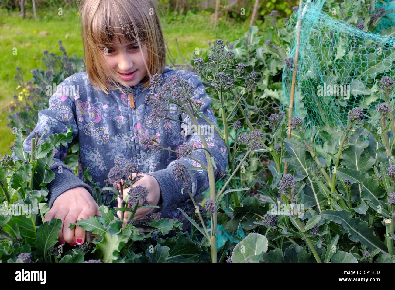 Une fille de 9 ans violet coupe-sprouting brocoli dans un jardin de Cornouailles Banque D'Images