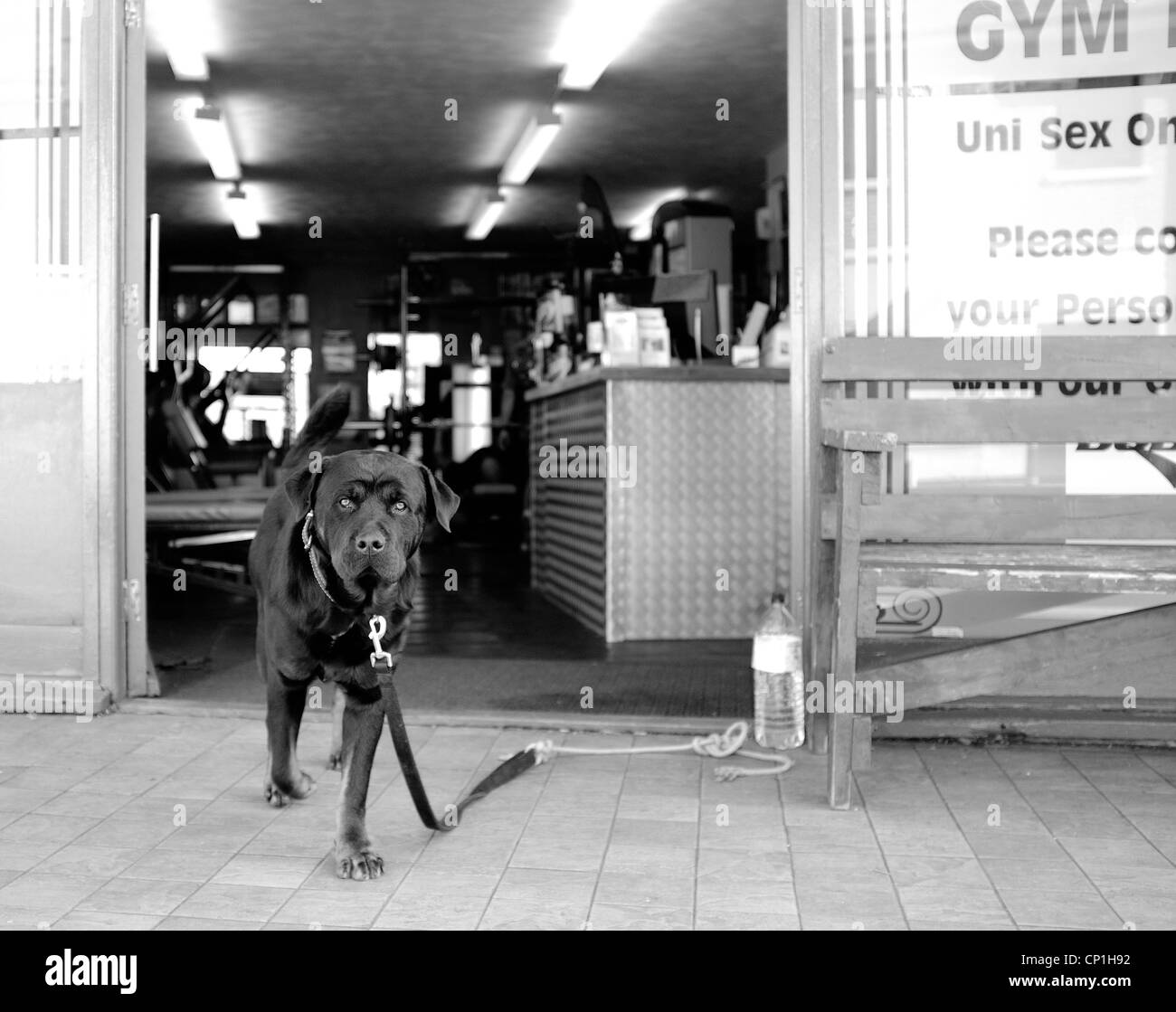 Gardiennage chien Rottweiler d'une salle de sport Banque D'Images