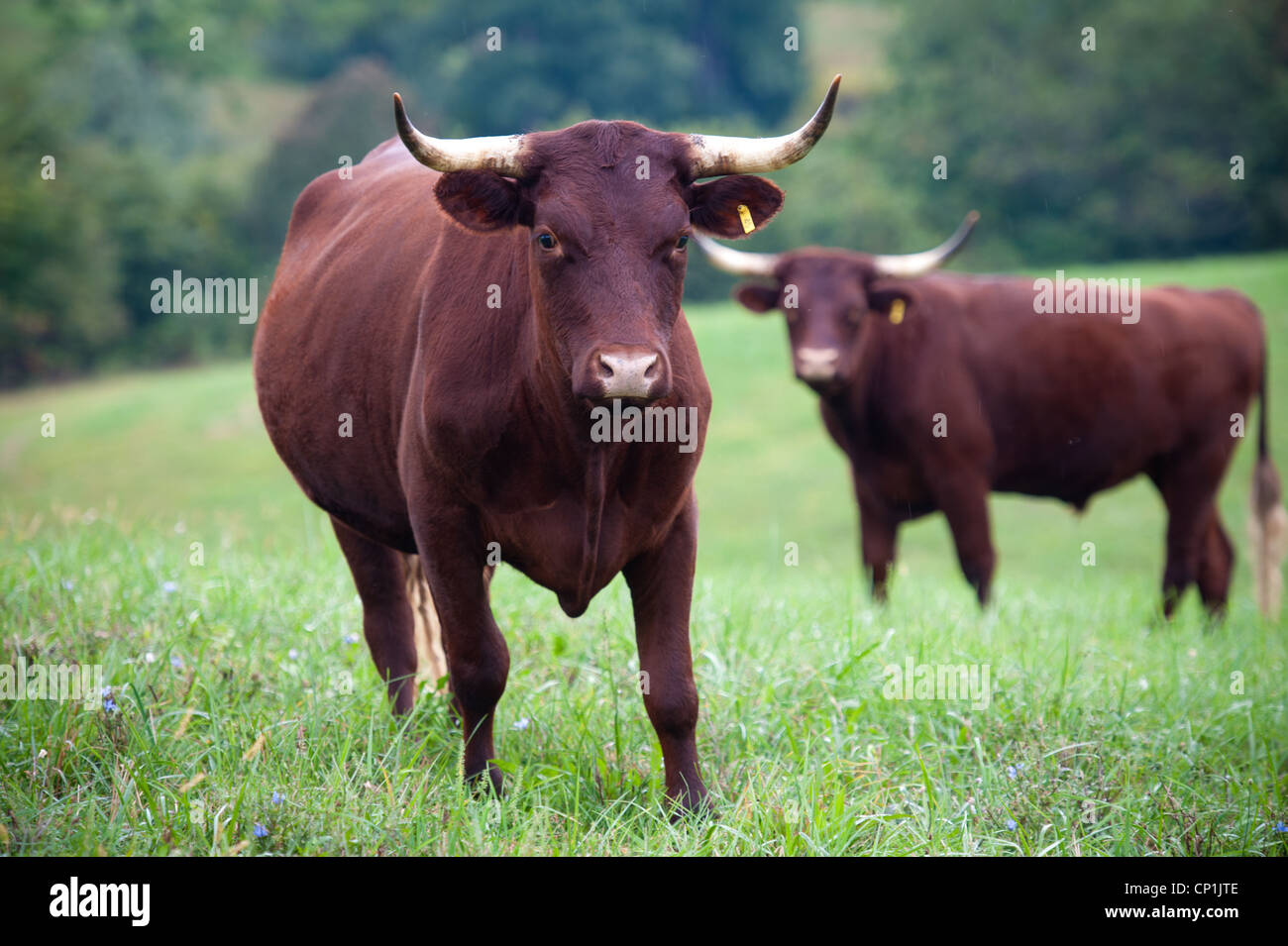 Devon bétail au pâturage Banque D'Images
