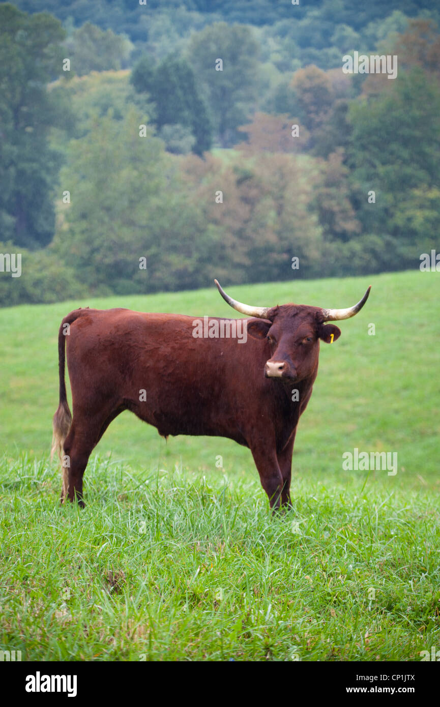 Devon bétail au pâturage Banque D'Images