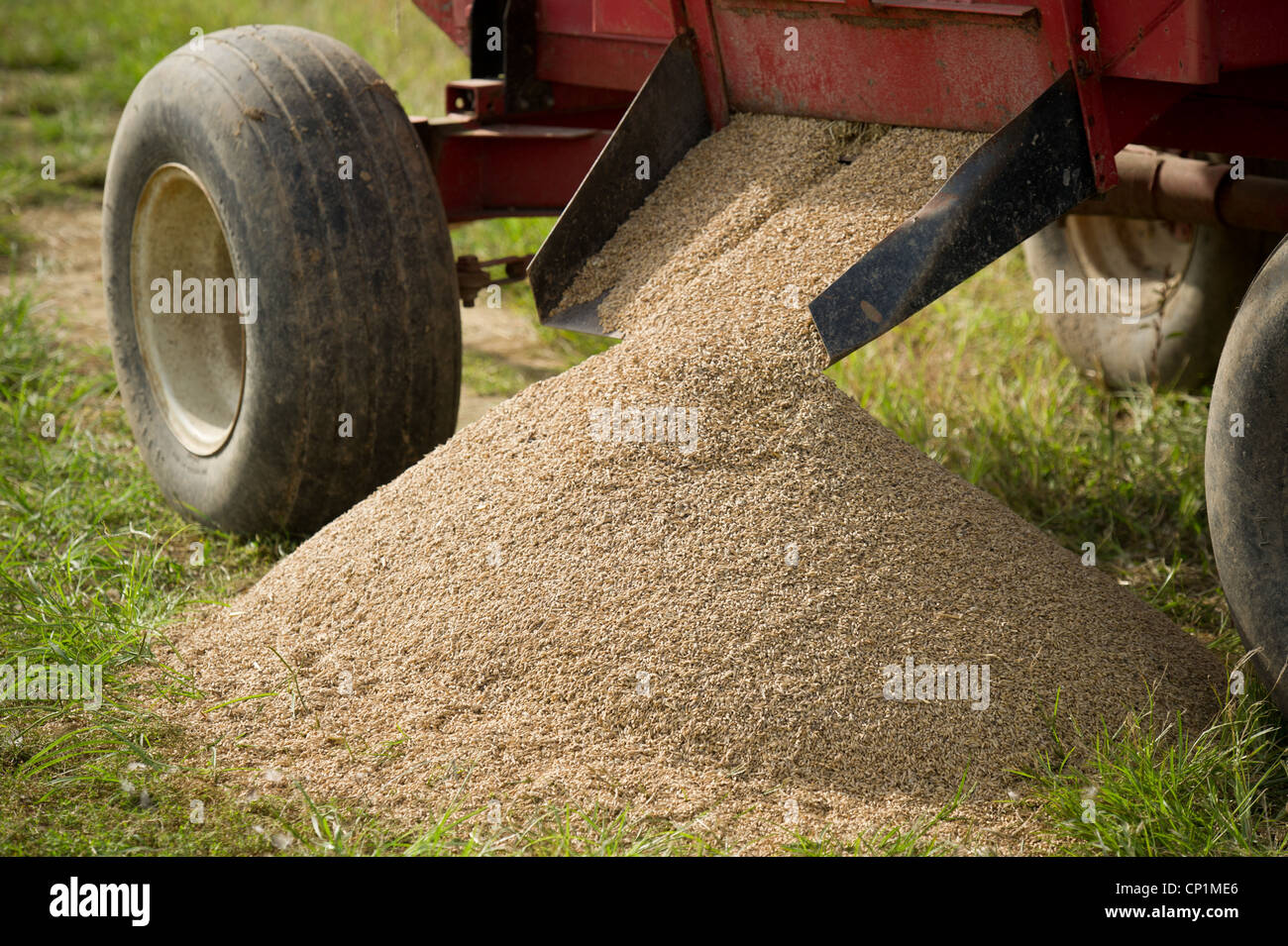 Répandre des grains de céréales dans la zone d'équipement Banque D'Images