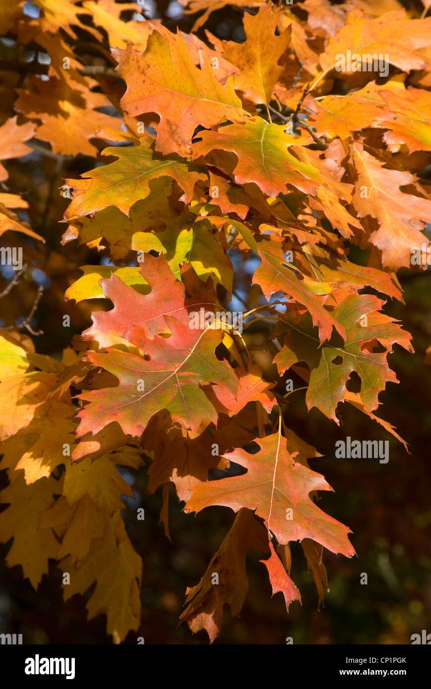 Les feuilles d'automne dans la région de Hampstead Heath Banque D'Images