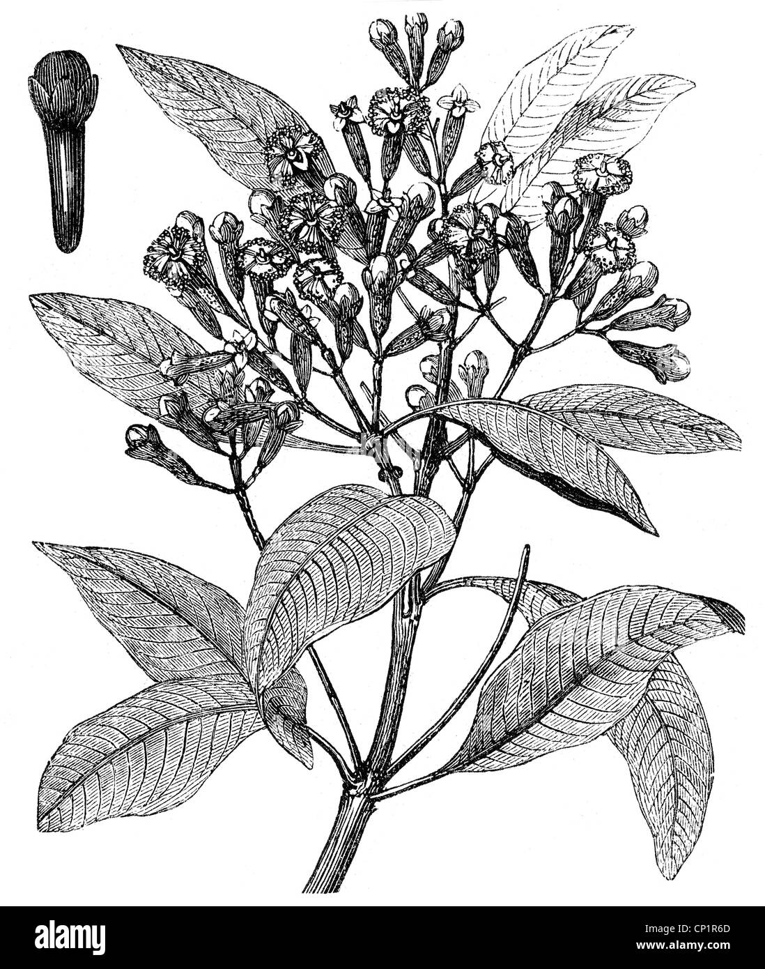 botanique, pices, clous de girofle, arbre de clou de girofle (Syzygium  aromaticum), bras, gravure de bois, 19e sicle, Myrtaceae, Myristicaceae,  plante, plantes, feuilles, fruit, historique, historique, droits  additionnels-Clearences-non disponible ...
