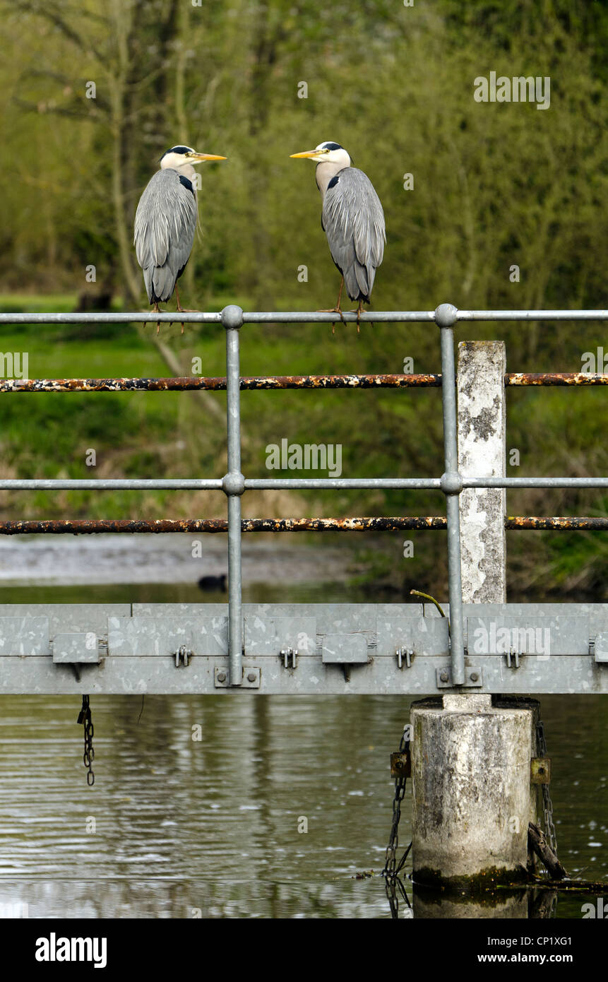 Deux hérons gris perché sur un pont métallique sur la rivière Colne Rickmansworth Aquadrome Herts UK Banque D'Images