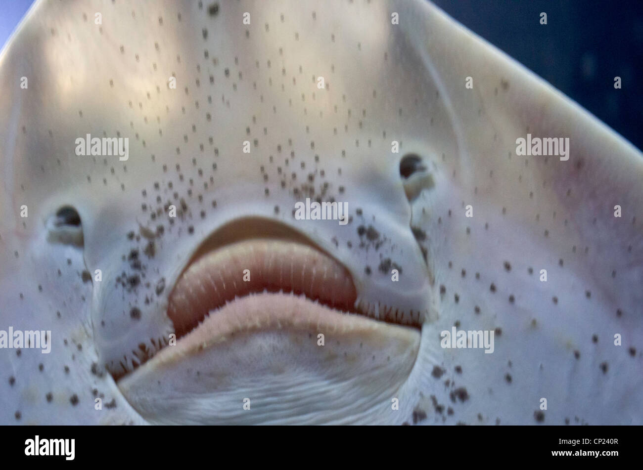 Un 'face' est révélé sur la face inférieure d'un ray, l'intérieur de l'Aquarium par la mer, Pier 39, San Francisco, Californie Banque D'Images